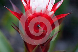 Red and white bromeliad flower with a Convergent lady beetle