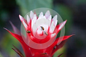 Red and white bromeliad flower with a Convergent lady beetle