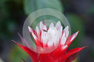 Red and white bromeliad flower with a Convergent lady beetle