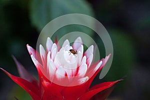 Red and white bromeliad flower with a Convergent lady beetle