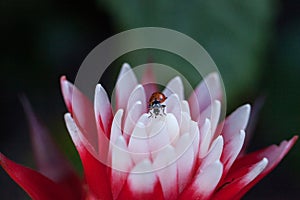 Red and white bromeliad flower with a Convergent lady beetle