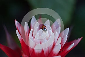 Red and white bromeliad flower with a Convergent lady beetle