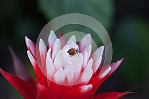 Red and white bromeliad flower with a Convergent lady beetle