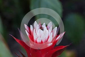 Red and white bromeliad flower with a Convergent lady beetle