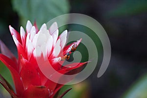 Red and white bromeliad flower with a Convergent lady beetle