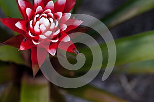 Red and white bromeliad flower with a Convergent lady beetle