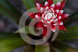 Red and white bromeliad flower with a Convergent lady beetle