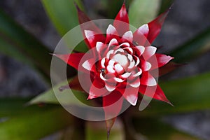 Red and white bromeliad flower with a Convergent lady beetle