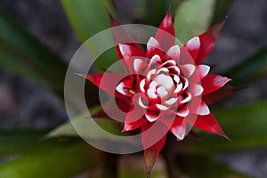 Red and white bromeliad flower with a Convergent lady beetle