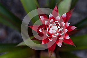 Red and white bromeliad flower with a Convergent lady beetle