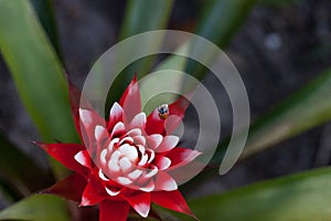 Red and white bromeliad flower with a Convergent lady beetle