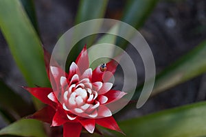 Red and white bromeliad flower with a Convergent lady beetle