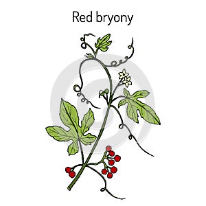 Red or white bryony Bryonia dioica