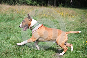 Red and white bull terrier running at the field