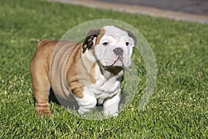 Red and white bulldog puppy outside