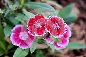 Red and White Calico flowers growing.