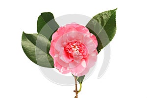Red and white camellia