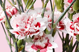 Red and white carnation flower