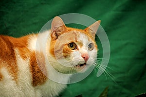 Red and white cat