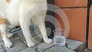 A red and white cat drinks clean water from a bowl on the sidewalk in the street, where people pour and care for animals