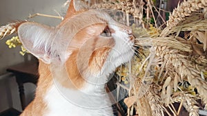 Red-white cat eats the dry rye ears