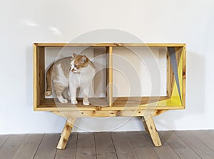 Red and white cat inside wooden sideboard