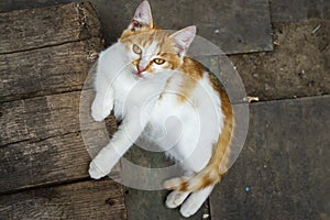 red white Cat with kind green eyes, Little kitten. Portrait cute ginger. happy adorable cat, Beautiful fluffy red orange outdoors