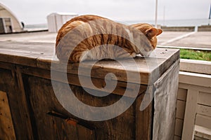 The red-white cat lies curled up on a wooden platform. You can see the cat`s nose