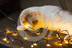 Red and white cat lying and sleeping in christmas garland lights on couch. Young cat takes a nap with gold lights decor.