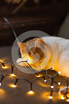 Red and white cat lying and sleeping in christmas garland lights on couch. Young cat takes a nap with gold lights decor.