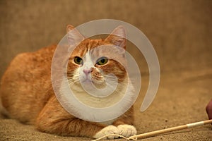 Redhead with white cat