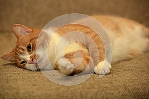 Redhead with white cat
