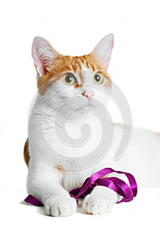 Red and white cat with purple ribbon isolated