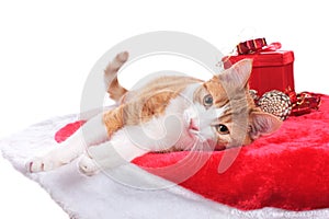 Red and white cat an red christmas blanket