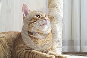 Red and white cat and scratching post close up