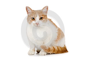 Red and white cat is sitting on a white background