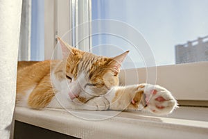 Red and white cat sleeping on a windowsill