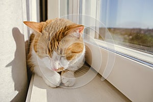 Red and white cat sleeping on a windowsill