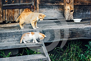 Red and white cat with small kittens against a wooden wall of old wooden hut in a countryside. Cats family. Rustic style.