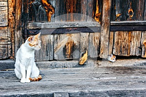 Red and white cat with small kittens against a wooden wall of old wooden hut in a countryside. Cats family. Rustic style.