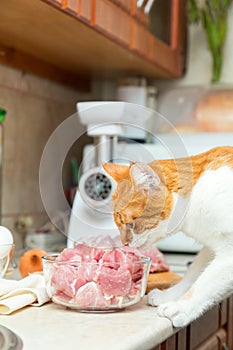 Red and white cat takes a piece of meat