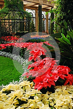 Christmas Poinsettia Display