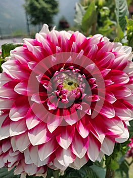 Red and white Chrysanthemum flower in bloom