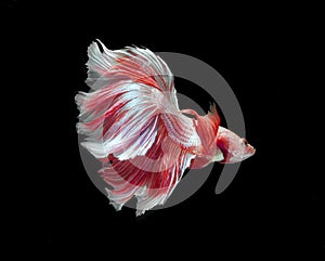 Red and white color dragon siamese fighting fish, betta fish isolated on black background. Capture the moving moment of crown tail