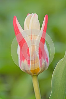 Red and white color tulips