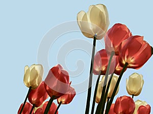 Red and white colored tulips isolated against a background of a blue sky