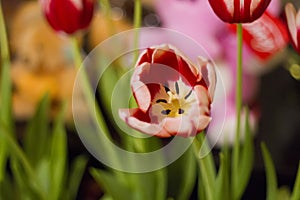 Red white colorful tulip flower, unusual petal pattern