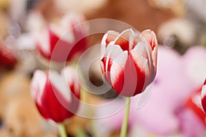 Red white colorful tulip flower, unusual petal pattern