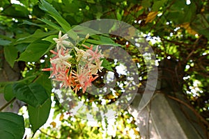 Red and white Combretum indicum flowers on blue sky background.