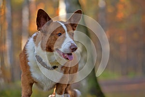 Red and white corgi in the autumn forest